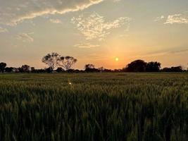 Beautiful view of green wheat agricultural field on cloudy spring day. Agricultural landscape view photo