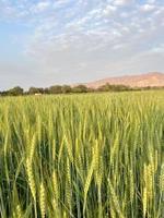 Beautiful view of green wheat agricultural field on cloudy spring day. Agricultural landscape view photo