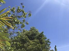 a photo of the sky with empty space and a few leaves on the edges.