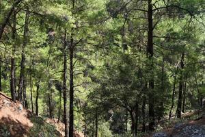 Greece Cretan Samaria Hike Path photo