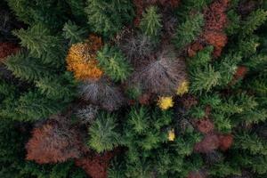 colorful conifers in autumn photographed from above photo