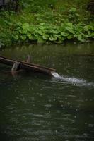 un estanque en cuales allí es un pequeño de madera canal dónde agua fluye mediante foto