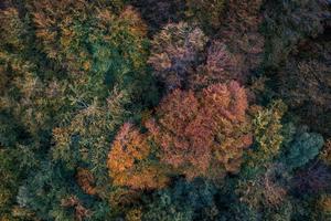 Colorful autumn trees photographed from above photo