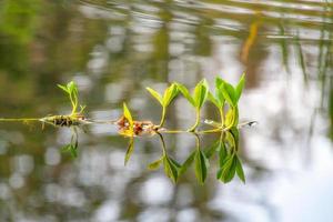 un agua planta es reflejado en un estanque de negro agua. foto