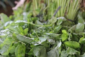 freshly picked fresh spinach ready to be sold. photo