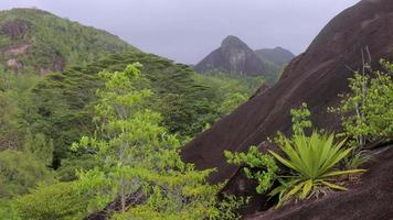 naturaleza de el anse mayor sendero trekking ruta, seychelles video