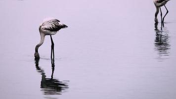 afrikansk flamingos på en sjö i namibia video