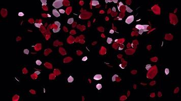 roos bloemblaadjes vallend animatie in 4k ultra hd, roos bloemblaadjes voor Valentijn en bruiloft achtergrond video