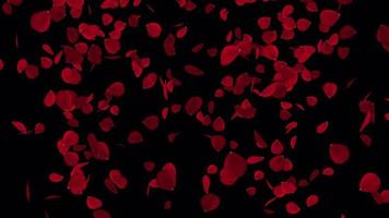 rood roos bloemblaadjes vallend animatie in 4k ultra hd, roos bloemblaadjes voor Valentijn en bruiloft achtergrond video