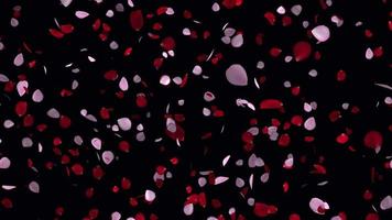 schön Blütenblätter Schleife Animation im 4k Ultra hd, Rose Blütenblätter zum Valentinstag und Hochzeit Hintergrund