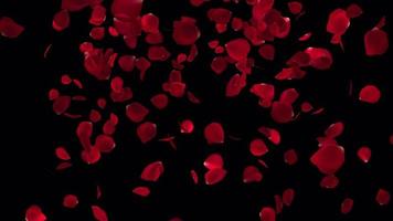 vallend roos bloemblaadjes in 4k ultra hd, roos bloemblaadjes voor Valentijn en bruiloft achtergrond video