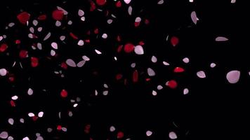 roos bloemblaadjes animatie met transparant achtergrond in 4k ultra hd, roos bloemblaadjes voor Valentijn en bruiloft achtergrond video