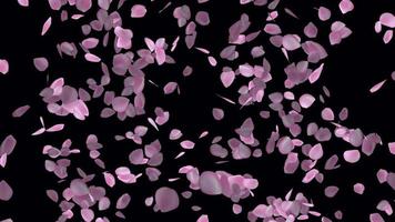 roze bloemblaadjes animatie in 4k ultra hd, roos bloemblaadjes voor Valentijn en bruiloft achtergrond video