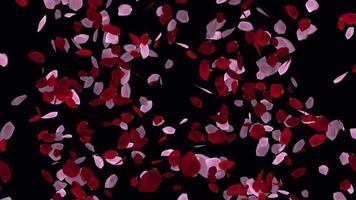 Amazing animation with rose petals in 4k ultra HD, Rose Petals for valentine and wedding background video