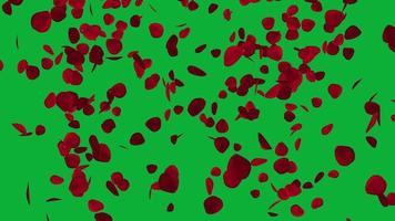 Rose petals animation with green screen in 4k ultra HD, Rose Petals for valentine and wedding background video