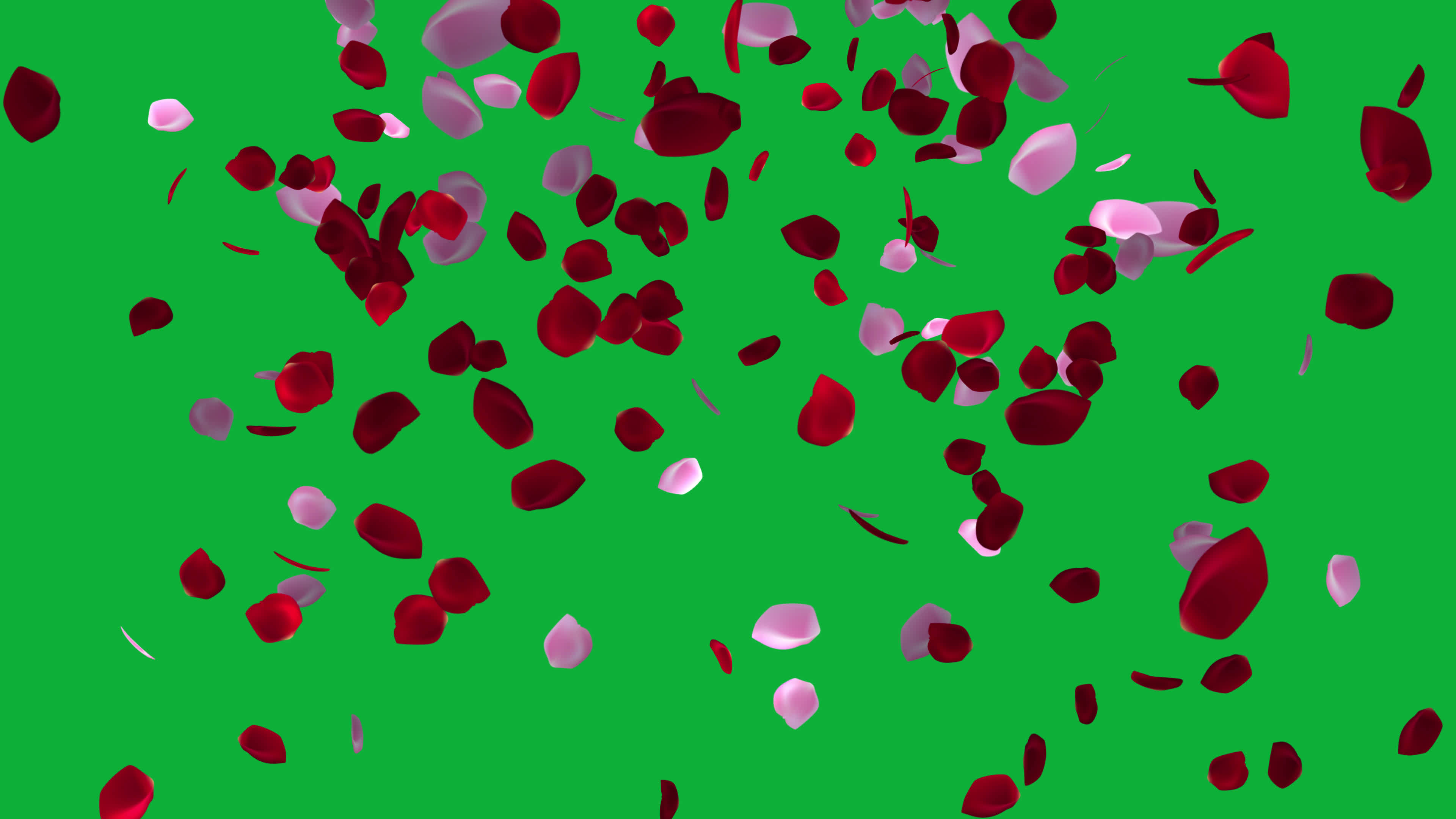 Green Screen Petals Stock Video Footage for Free Download