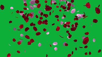 lindo pétalas animação dentro verde tela fundo, rosa pétalas para namorados e Casamento fundo video