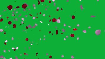 verde pantalla vídeo con Rosa pétalos volador animación en 4k ultra alta definición, Rosa pétalos para enamorado y Boda antecedentes video