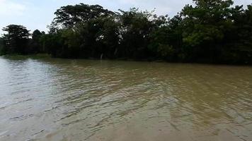 corto video di un' sul fiume Visualizza pieno con alberi senza suono