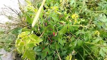 boisea rubrolinata. gnagare. en arter den där ofta avger ett obehaglig odör när hotad. djur den där leva i växter, löv, frukter. djur- video