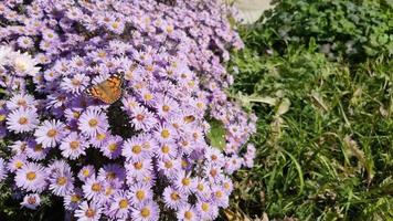 almirante mariposa y otro volador insectos en pequeño púrpura ásteres en el jardín en verano en un caliente día. polinización de flores video