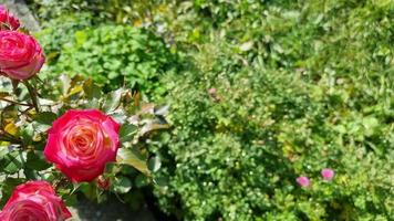 A bush of beautiful red pink roses against a background of softly blurred green grass in a garden on a sunny day. View from above. video