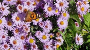små lila astrar, påfågel fjäril, bi, summer flyga samla nektar från blommor. video