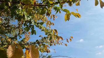 Autumn in the forest. Yellowed hornbeam leaves on branches against a blue sky with clouds. video