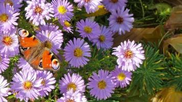 pequeño ásteres pavo real mariposa se sienta en un flor. el jardín es en floración estación. calentar colores. parte superior vista. video