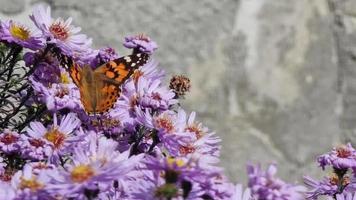 Butterfly Admiral on blooming small purple asters against a gray concrete wall. video