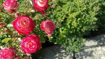 Bush of beautiful red-pink roses. View from above. video