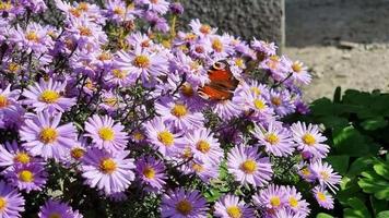 Butterfly peacock and other flying insects on small purple asters in the garden in summer on a hot day. Pollination of flowers. video