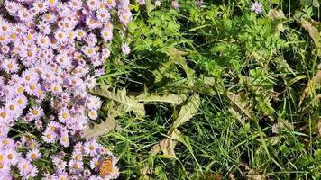 een struik van klein Purper asters door een struik, een Pauw vlinder en bijen verzamelen nektor tegen een achtergrond van groen gras en onkruid. zonnig zomer dag. video