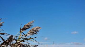 Dry dried flowers and seeds of the river reed against the background of a clear blue sky are gently swaying in the wind. Clear autumn weather. video