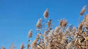 un seco seco flor de un río Junco se balancea en el viento en contra un azul cielo. el otoño clima despejado video