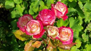 un' cespuglio di bellissimo rosso rosa Rose nel il giardino su un' soleggiato giorno. Visualizza a partire dal sopra. video