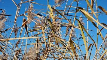 Dry leaves and dried flowers of the river reed sway against the blue sky. Clear autumn weather. Close-up. video