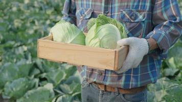 agriculteur spectacle Frais des légumes et non chimique, chou récolte, Naturel sélection, BIO, récolte saison, agricole affaires propriétaire, Jeune intelligent encadrement, en bonne santé, ferme et jardin direct, non toxique video