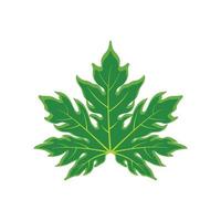 papaya leaf icon vector