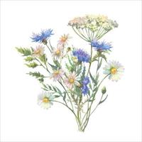 Watercolor vector meadow flowers bouquet of chamomile, cow parsley, Blue Cornflower herb.