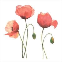 Set of red poppies, colorful flowers. Watercolor vector hand drawn illustration.
