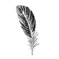 Feathers on white background. Hand drawn sketch style. vector