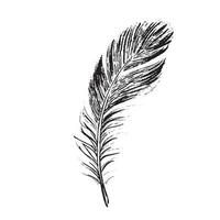 Feathers on white background. Hand drawn sketch style. vector