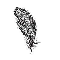 Feather on white background. Hand drawn sketch style. vector