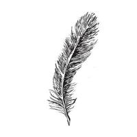 Feathers on white background. Hand drawn sketch style. vector