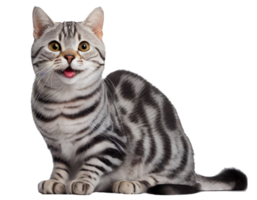 Happy cat, smiling cat on transparent background png