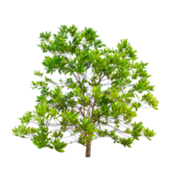 eucalipto è un' siccità tollerante albero. su trasparente sfondo png