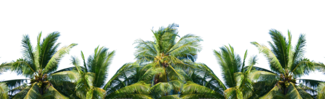 palm tree in the wind. coconut tree for summer decoration on transparent background png