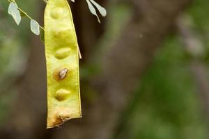 The Acacia Pods. photo