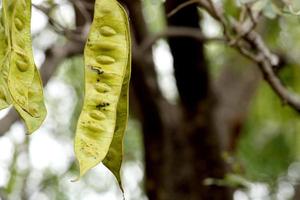 el acacia vainas foto